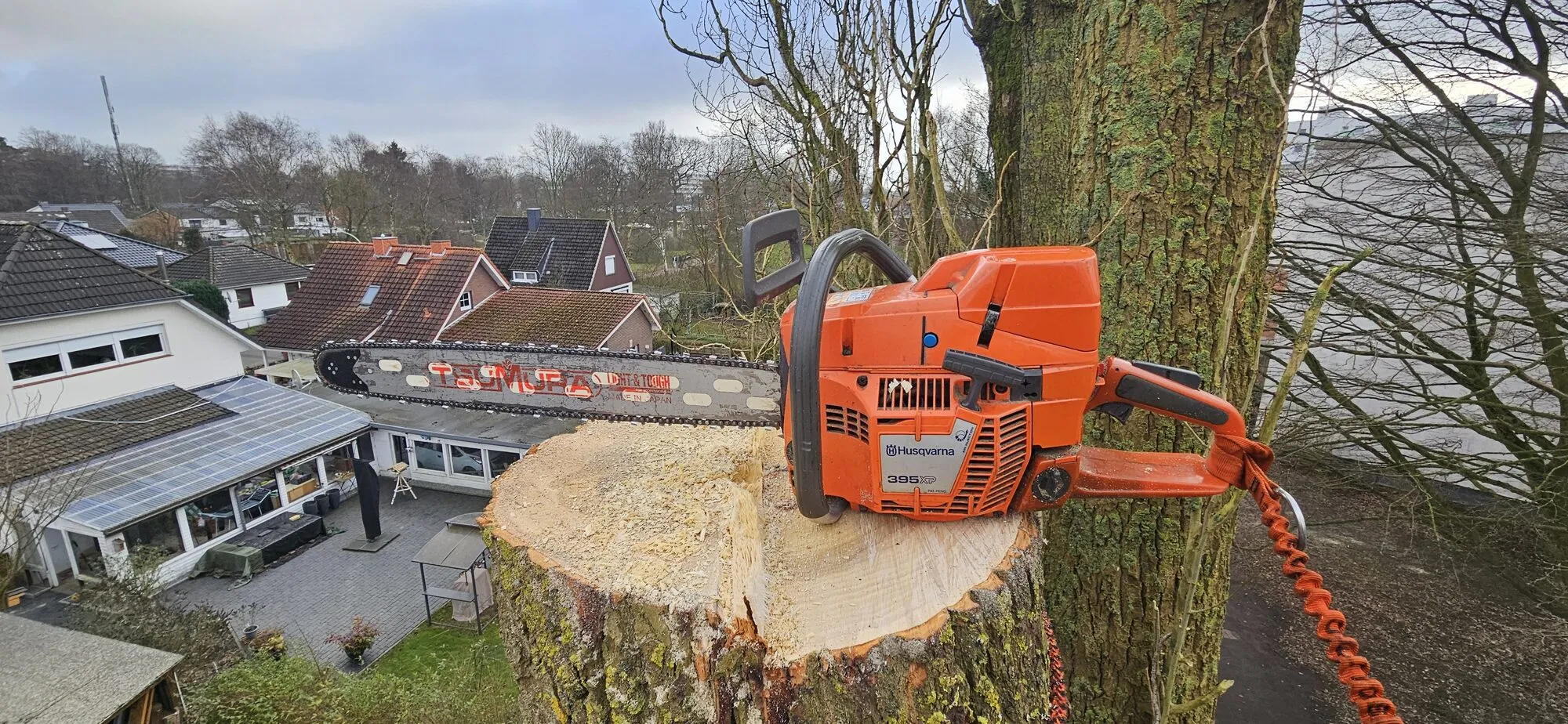 Baumfällung