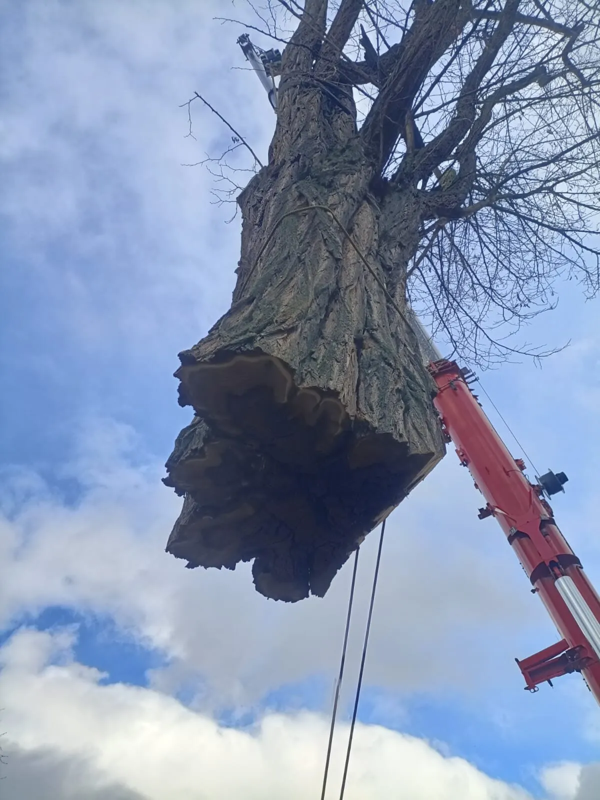 Baumfällung