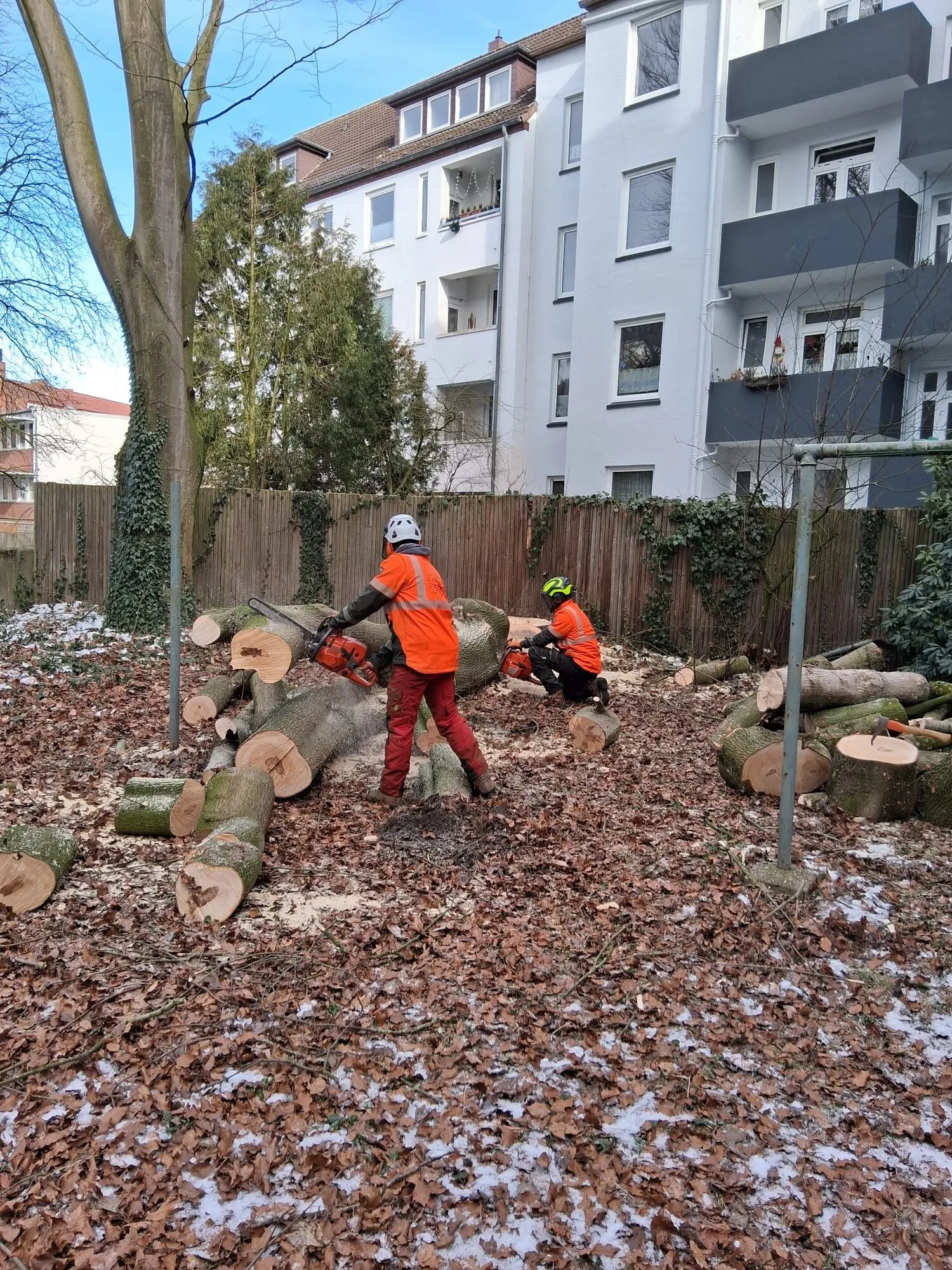 Baumfällung