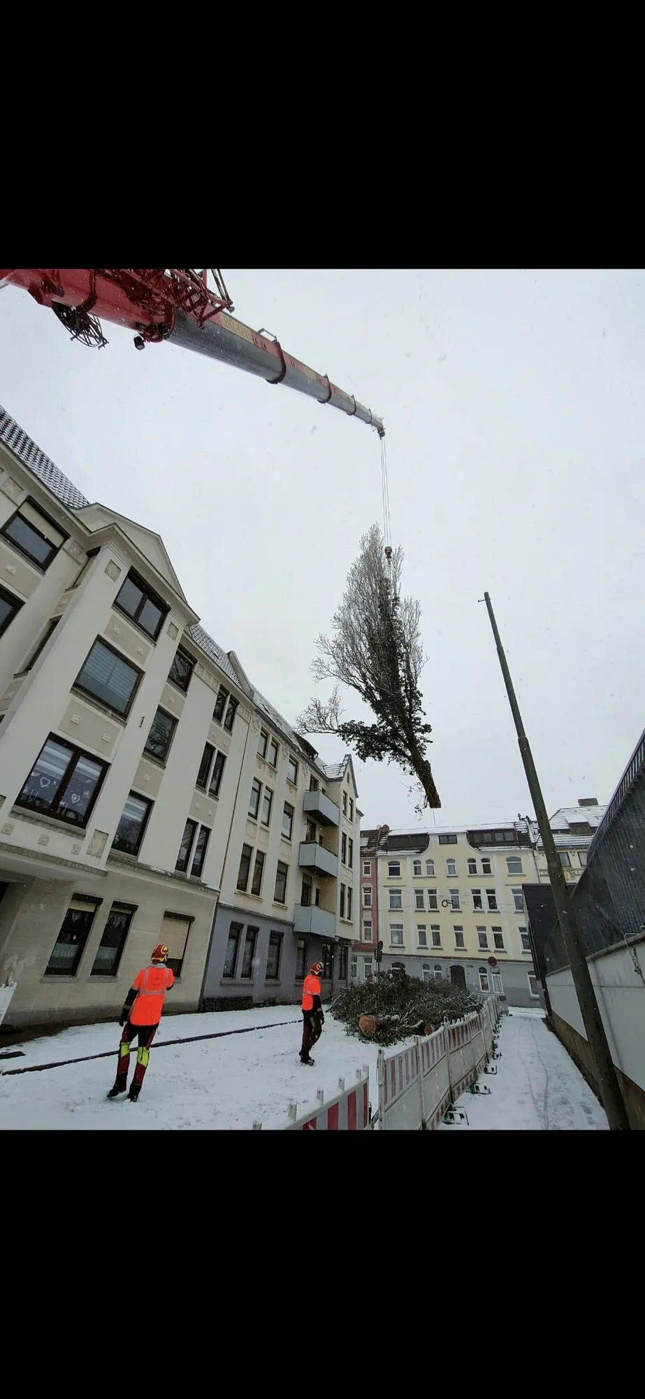 Baumfällung