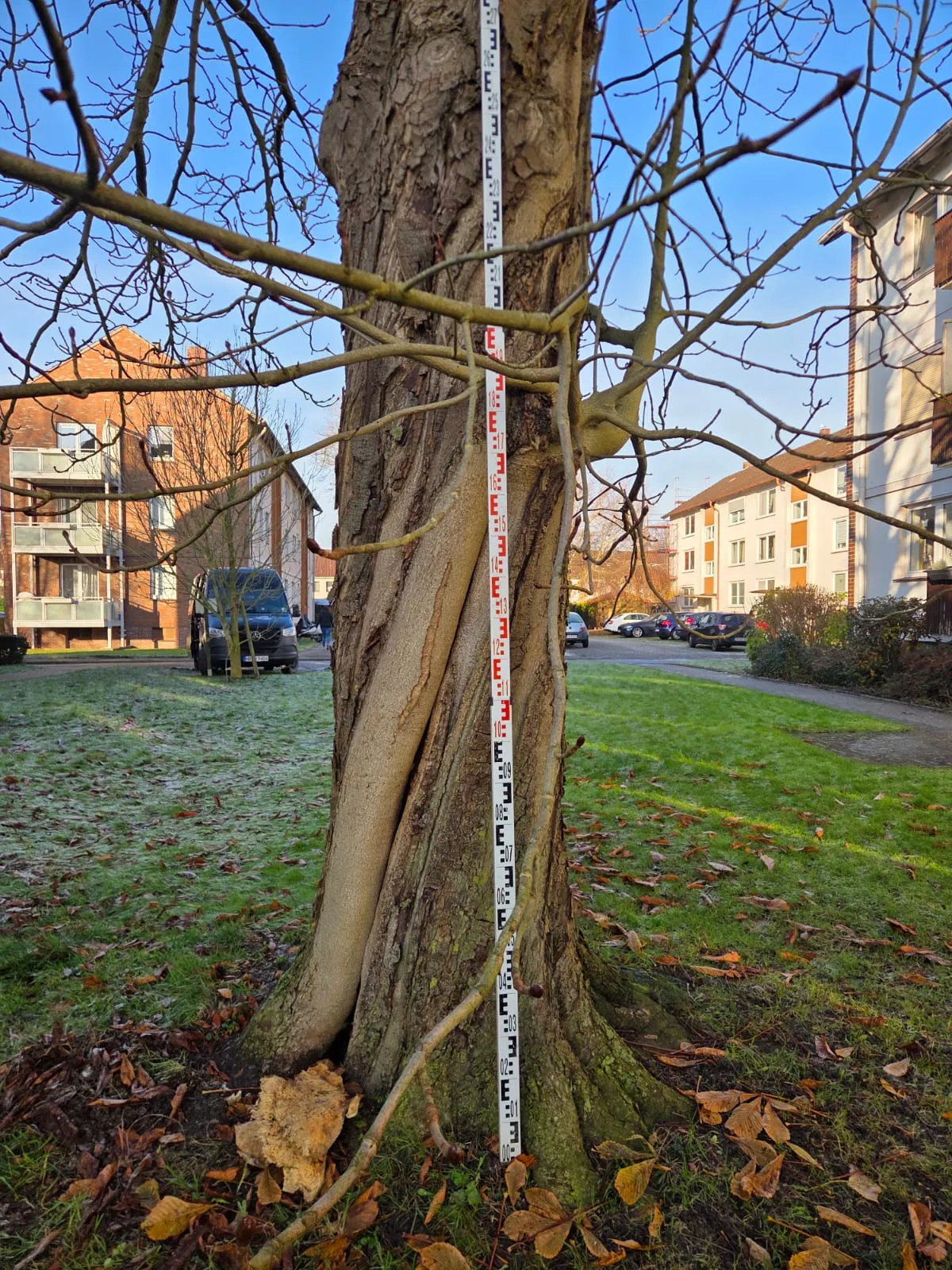 Baumkontrolle