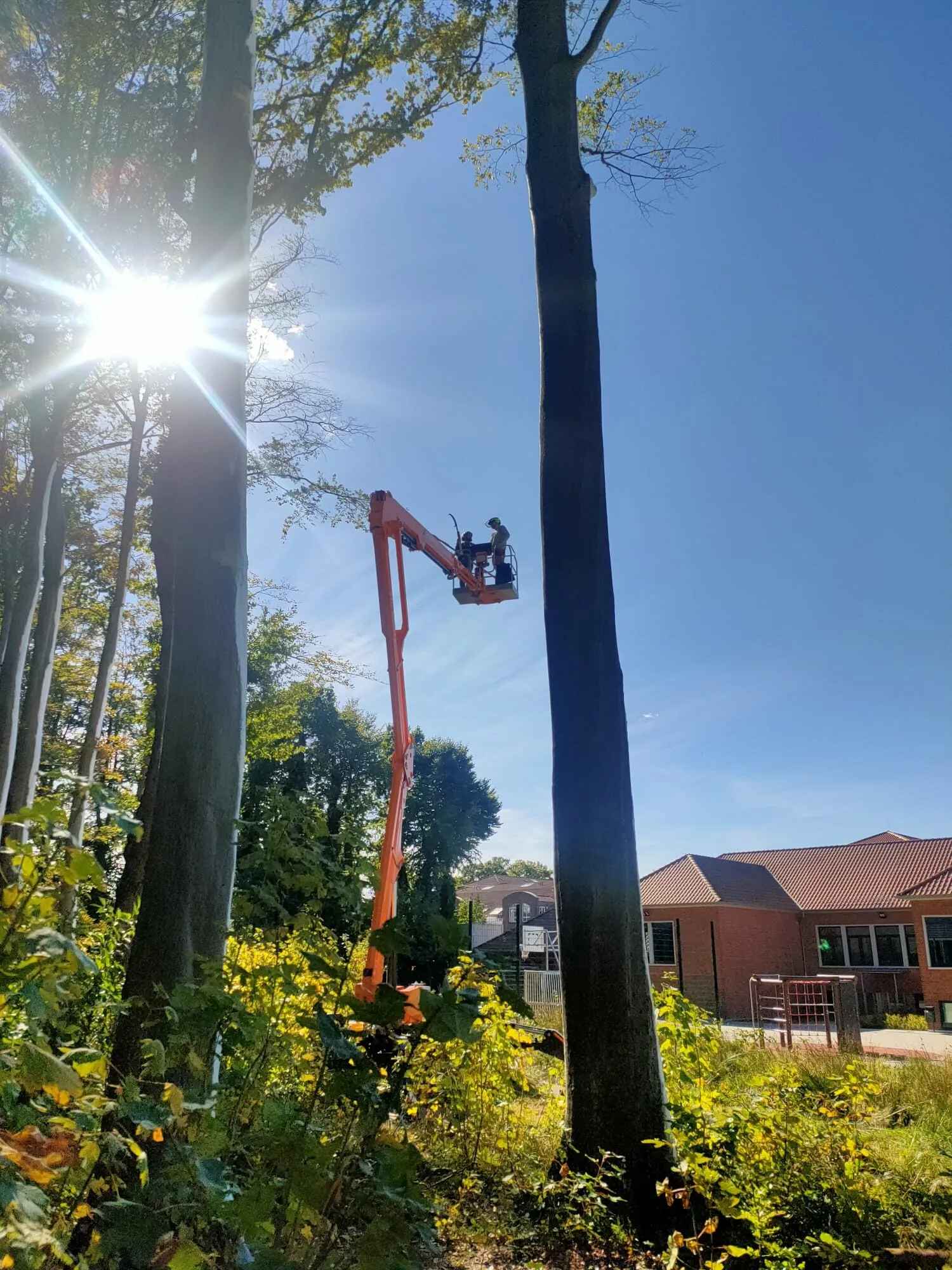 Baumpflege